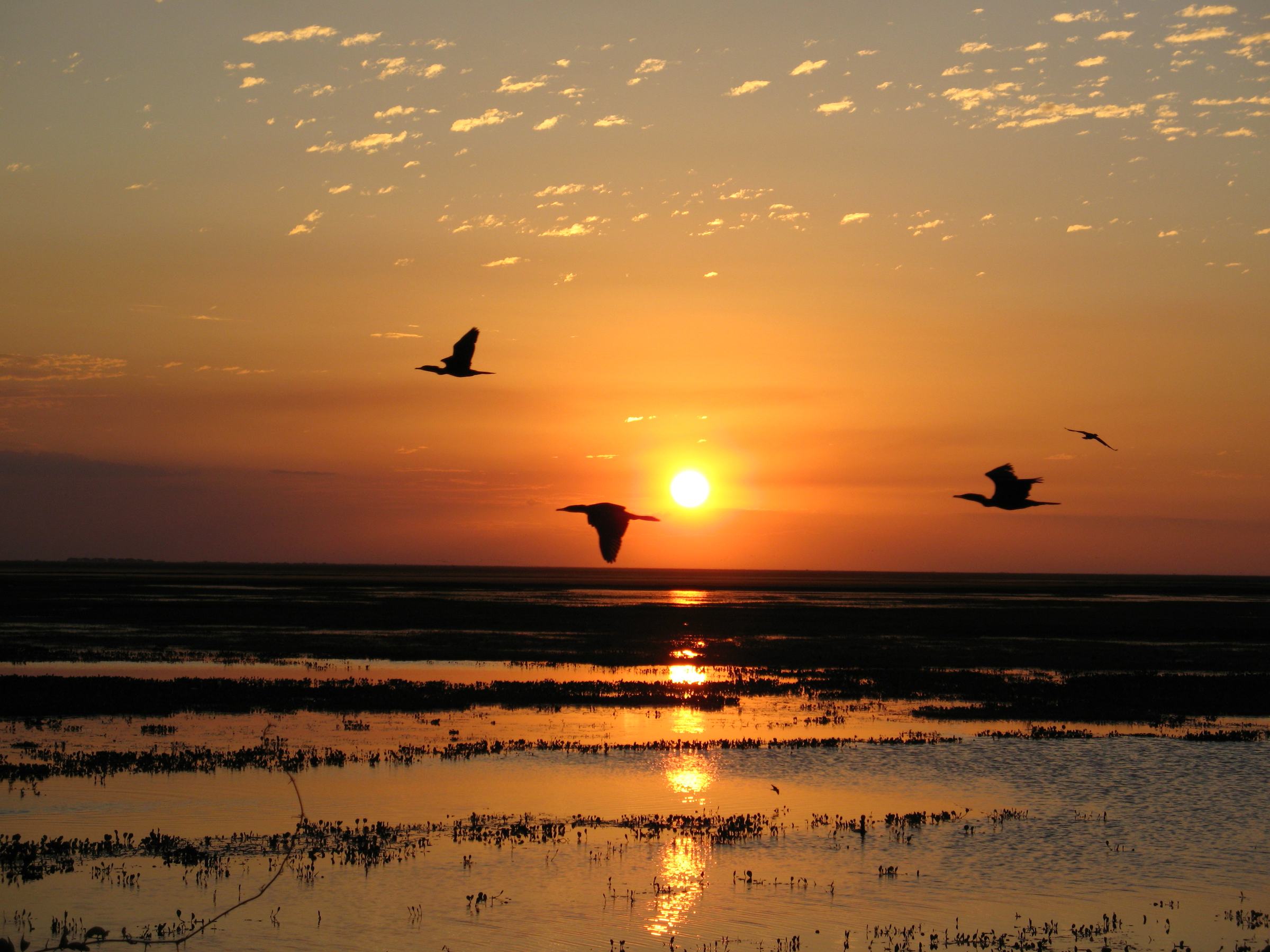Atardecer sobre un arrozal inundado en los llanos de Venezuela